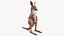 Baby Kangaroo in Standing Pose