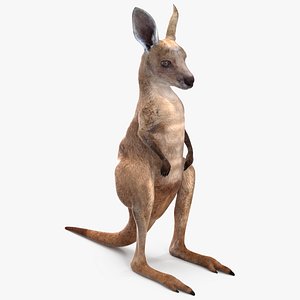Baby Kangaroo in Standing Pose