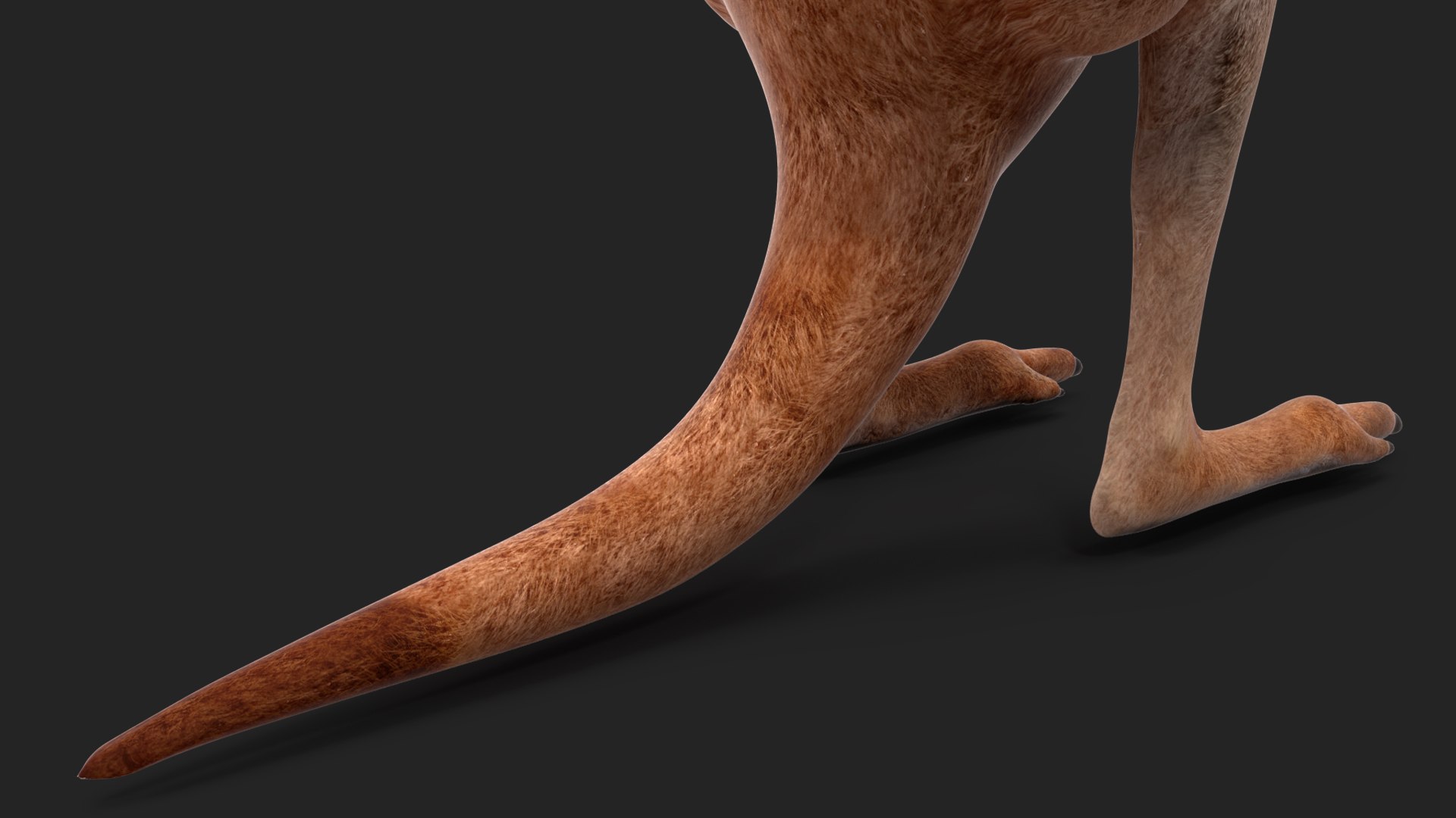 3D Baby Kangaroo in Standing Pose model https://p.turbosquid.com/ts-thumb/n1/MPiXxs/cK/babykangarooinstandingpose3dmodel013/jpg/1719547815/1920x1080/fit_q87/324b51d24c2f53a4a5d7a5f5896b188f5116a2cb/babykangarooinstandingpose3dmodel013.jpg