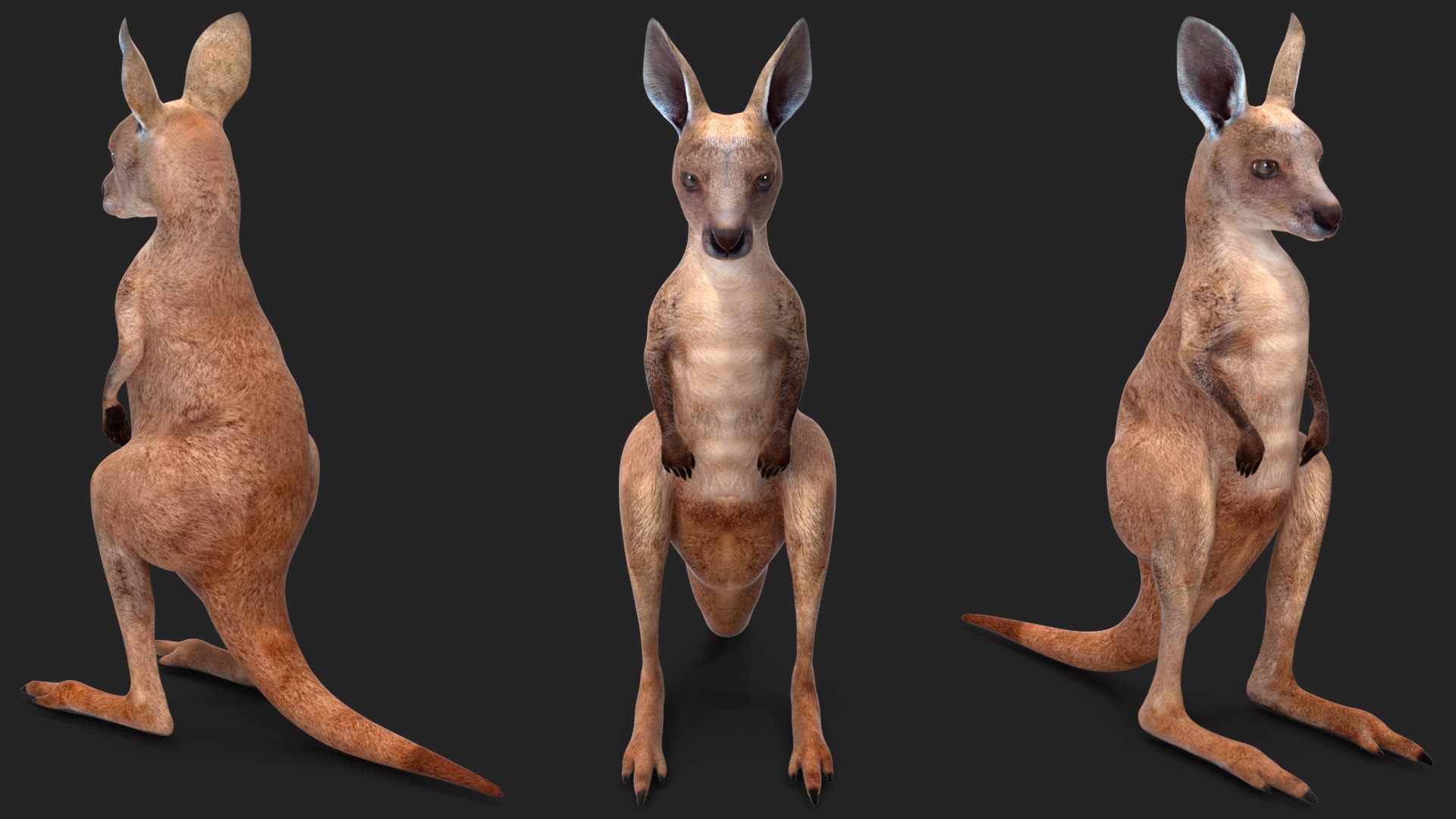 3D Baby Kangaroo in Standing Pose model https://p.turbosquid.com/ts-thumb/n1/MPiXxs/cd/babykangarooinstandingpose3dmodel006/jpg/1719547785/1920x1080/fit_q87/3a51c4d535cc87061487972c1a372dc867661ab8/babykangarooinstandingpose3dmodel006.jpg