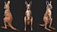 Baby Kangaroo in Standing Pose