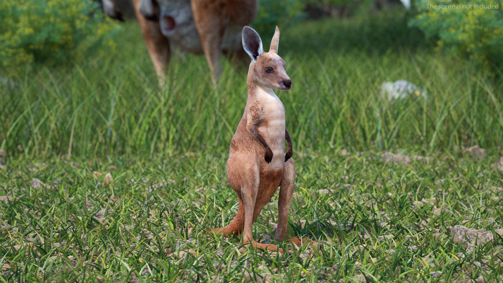 3D Baby Kangaroo in Standing Pose model https://p.turbosquid.com/ts-thumb/n1/MPiXxs/f1/babykangarooinstandingpose3dmodel002/jpg/1719547764/1920x1080/fit_q87/c57ac87275d89d15adc45ab6d3ace01017741440/babykangarooinstandingpose3dmodel002.jpg