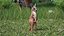 Baby Kangaroo in Standing Pose