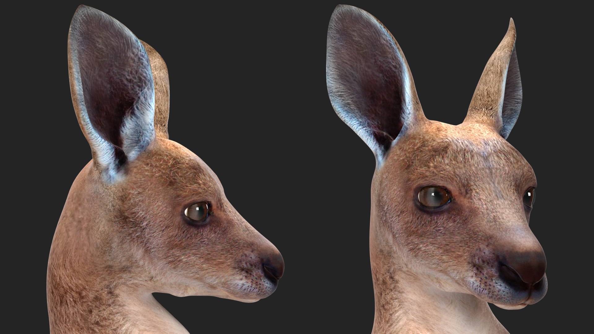 3D Baby Kangaroo in Standing Pose model https://p.turbosquid.com/ts-thumb/n1/MPiXxs/ly/babykangarooinstandingpose3dmodel014/jpg/1719547821/1920x1080/fit_q87/a0710b965fd95f0c8679ce96da7df9763bd16476/babykangarooinstandingpose3dmodel014.jpg
