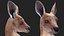 Baby Kangaroo in Standing Pose