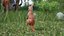Baby Kangaroo in Standing Pose