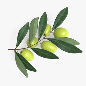 Green Olive Branch 3D model