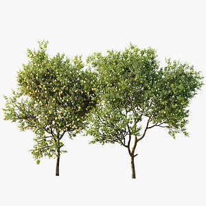 3D AV Fruit Trees Citrus Meyer Lemon Orange and Citrus Meyer Lemon model