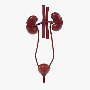 3d model urinary