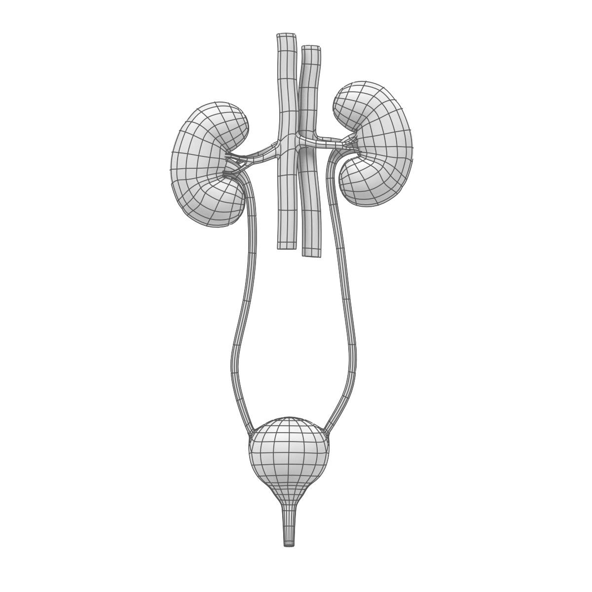 3d Model Urinary