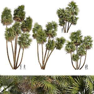 Collection plant vol 559 - Acoelorrhaphe - Wrightii -  Everglades - palm 3D model