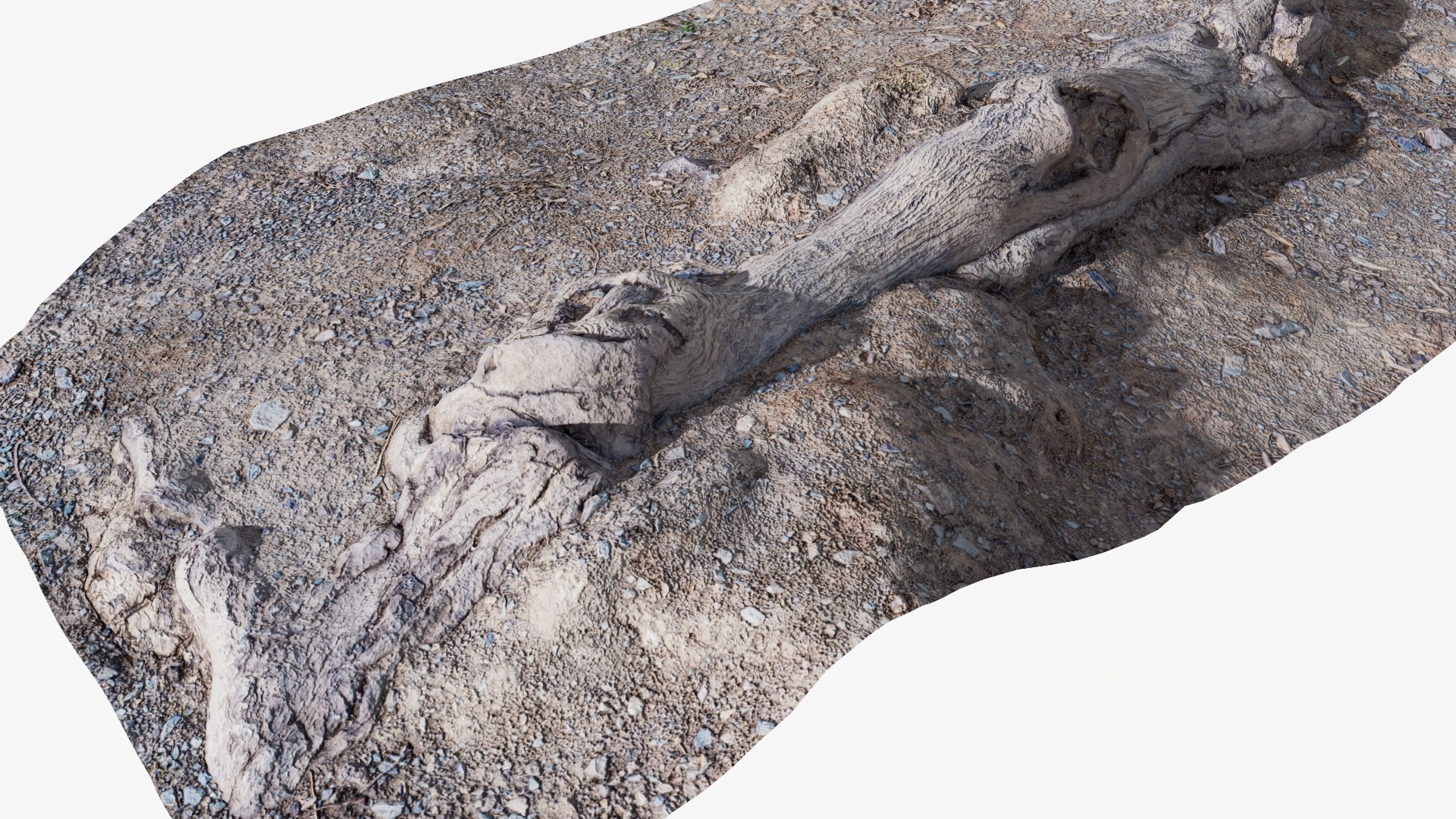 Scanned Ground Root StemCell Model - TurboSquid 2371467
