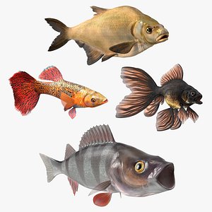 3D Rigged Freshwater Fish Collection 2