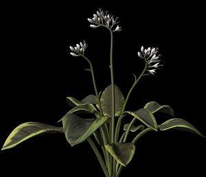 br4 plant petals stem
