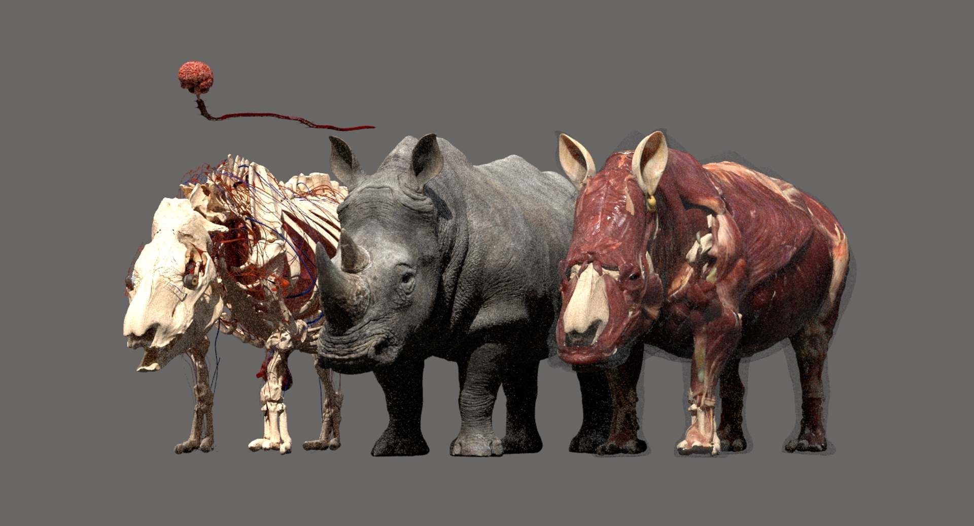 rhino muscle anatomy