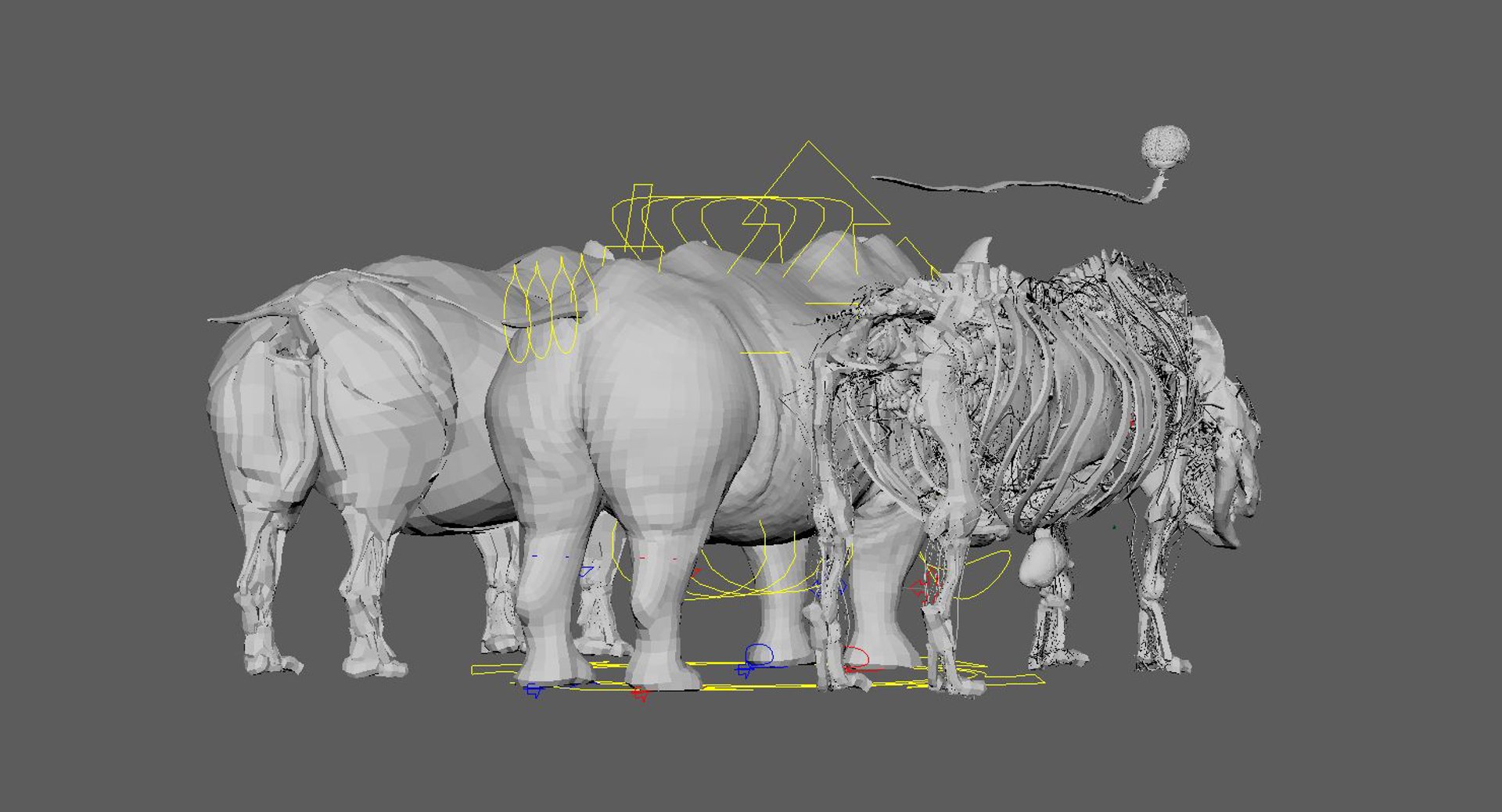 Rhino Anatomy Model Turbosquid 1386949