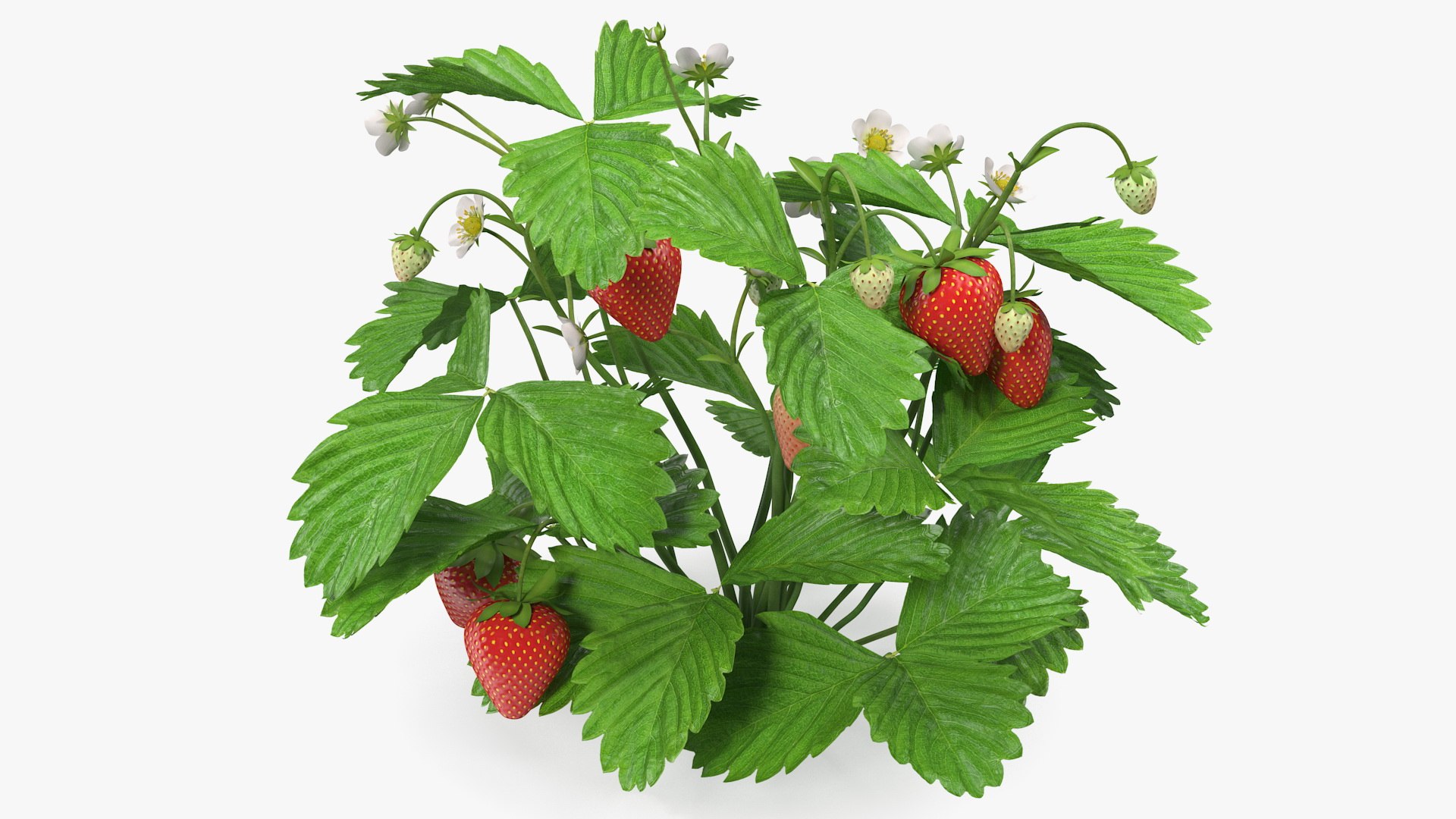 Bush of Strawberry Plant with Fruits 3D model preview