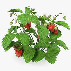 3D bush strawberry plant fruits