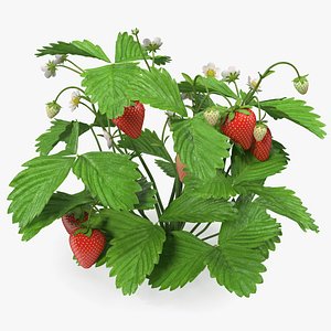 Bush of Strawberry Plant with Fruits
