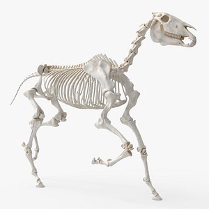 Running Equine Skeletal System Animated Rigged For Blender