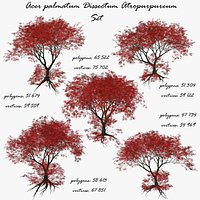 Maple Japanese Red