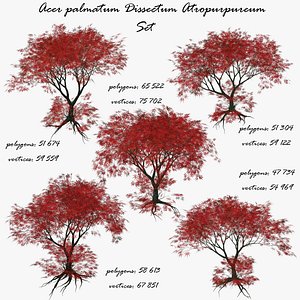 Maple Japanese Red