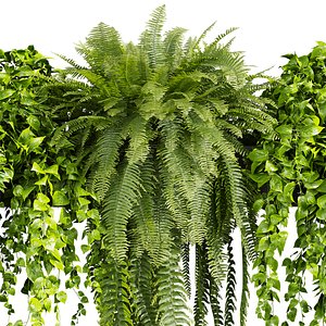 3D plant vol 685 - pothos - devils - ivy - fern