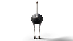 Ostrich Camel Bird 3D model