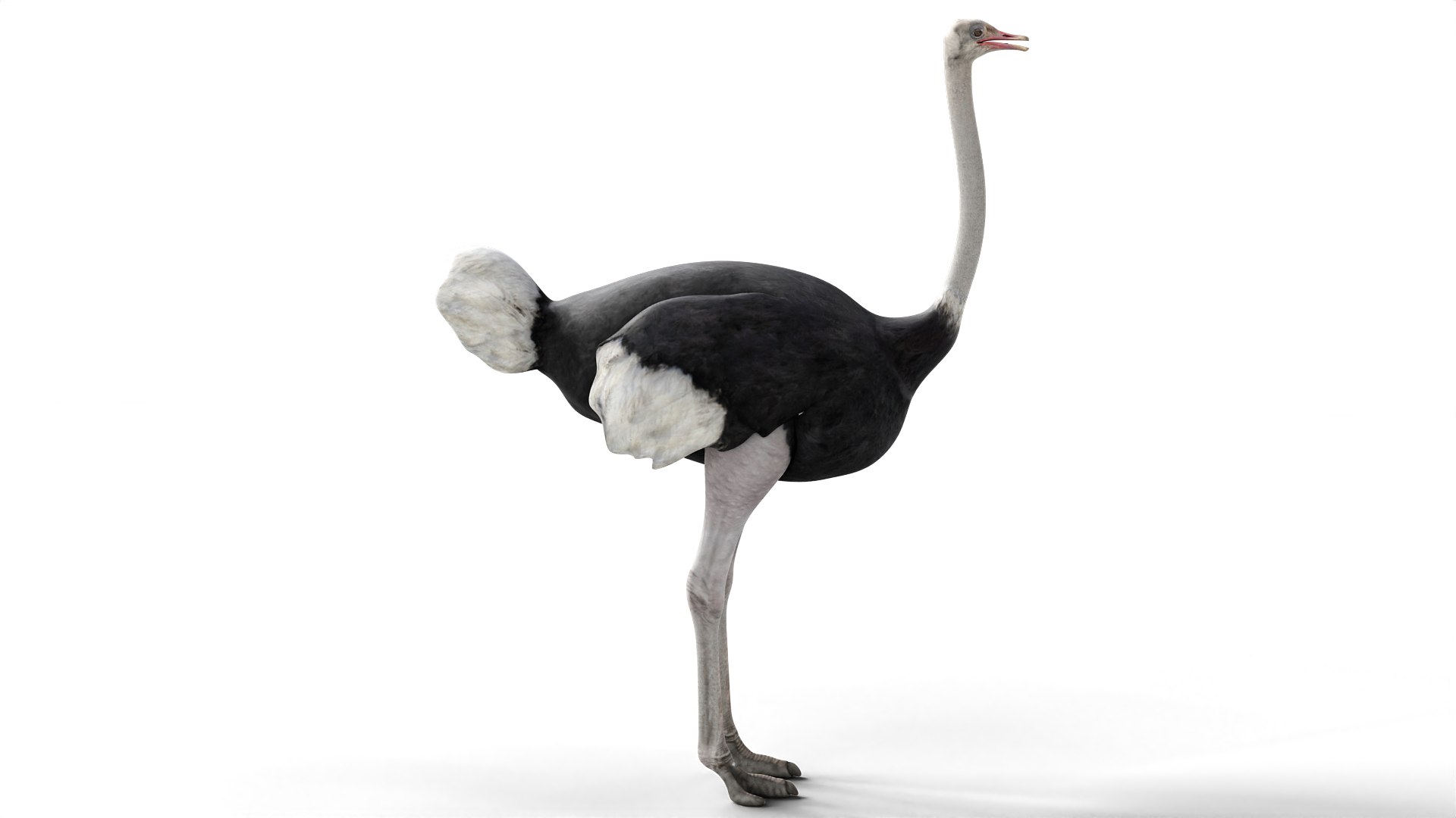 Ostrich Camel Bird 3D Model - TurboSquid 1958096