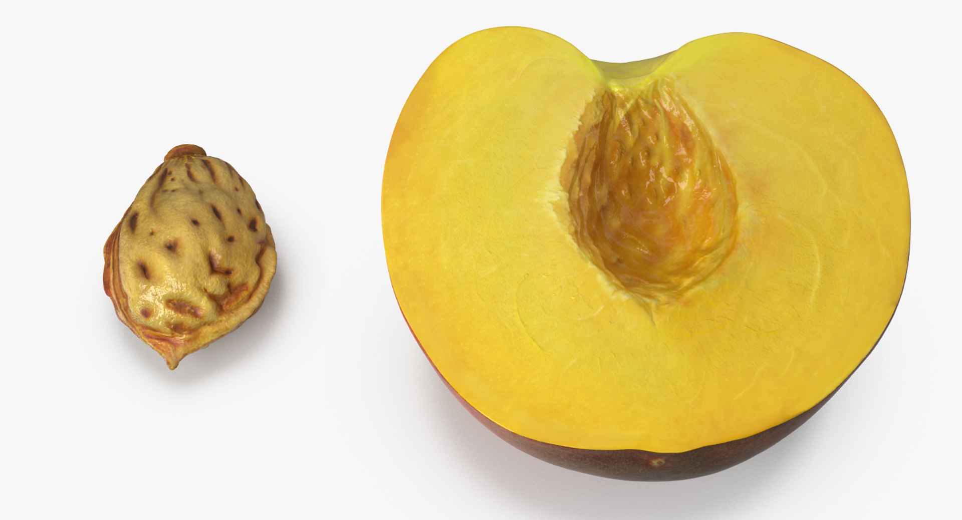 half peach seed 3D https://p.turbosquid.com/ts-thumb/n2/F2OQpE/SX4les13/halfofpeachwithseed3dmodel004/jpg/1503633055/1920x1080/fit_q87/097c9bd6a426e3d5622cee34f591dac7cc5eec62/halfofpeachwithseed3dmodel004.jpg