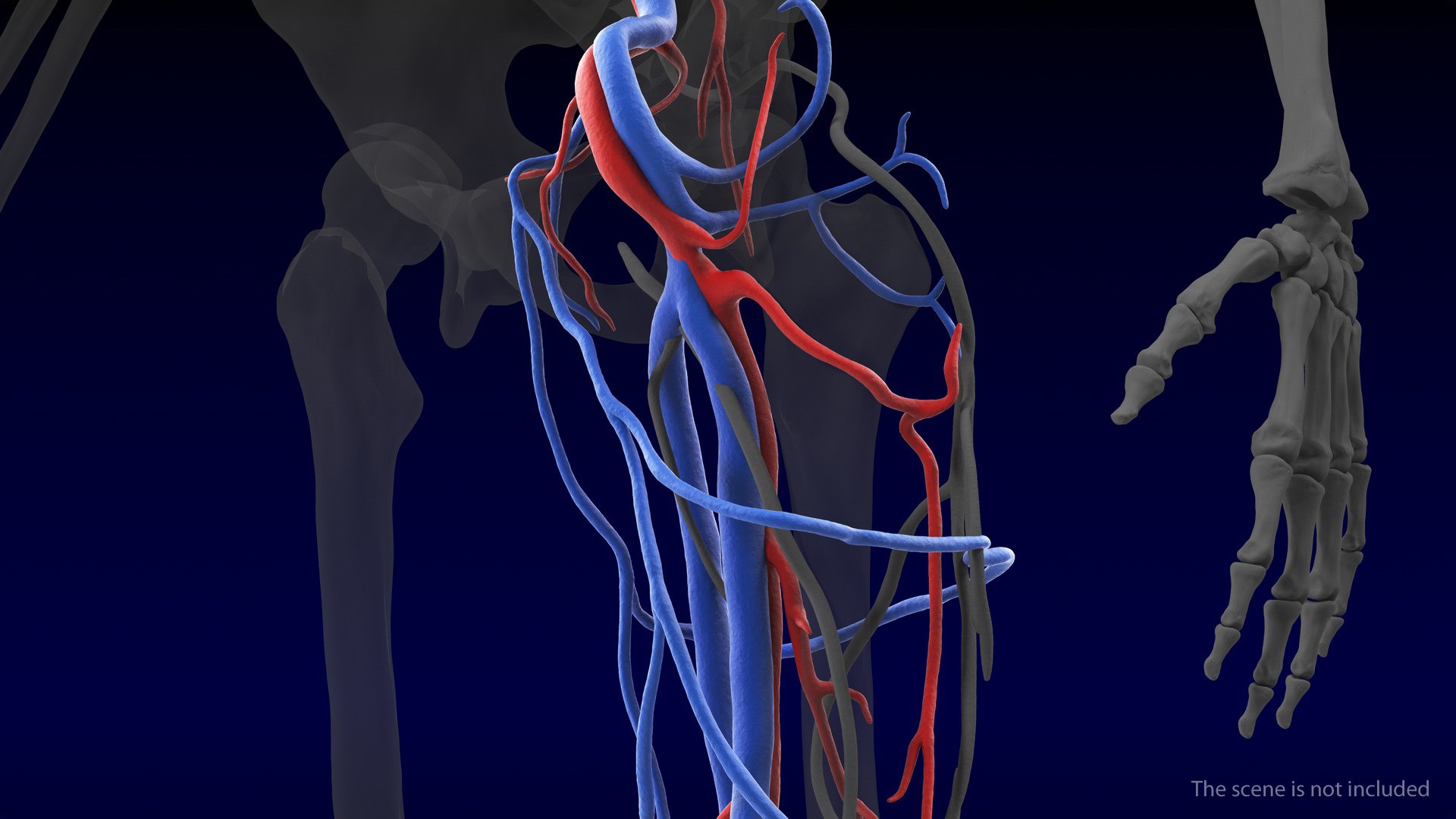 Human leg cardiovascular vascular model - TurboSquid 1459121