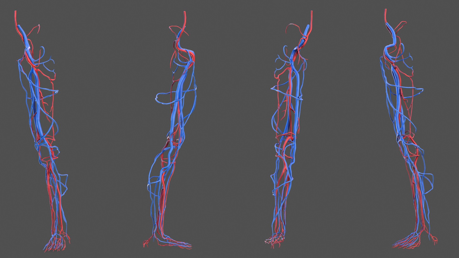 Human Leg Cardiovascular System 3D model preview