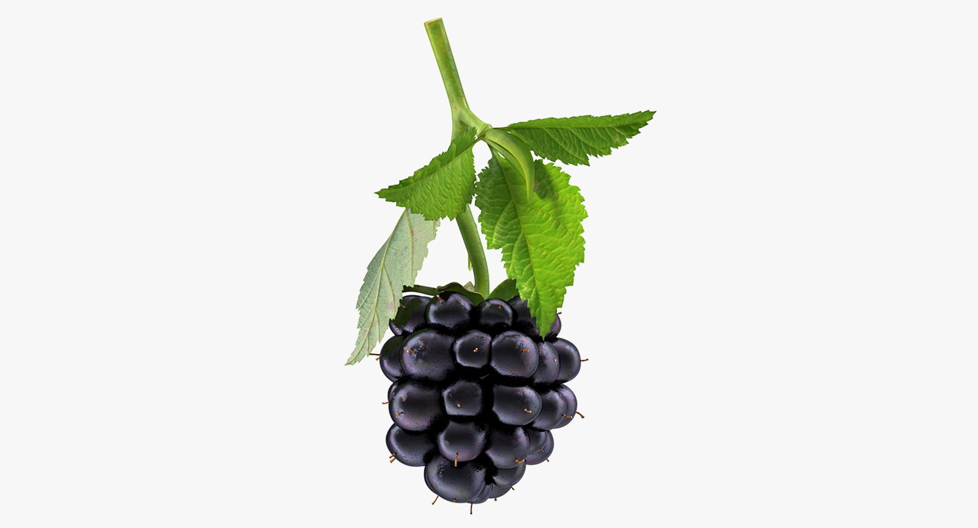 Blackberry with Leaves 3D model preview