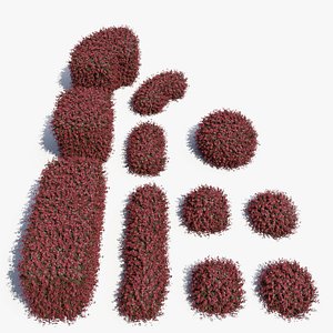 Barberry_Hedges_Set