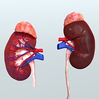 Realistic Human Urinary System