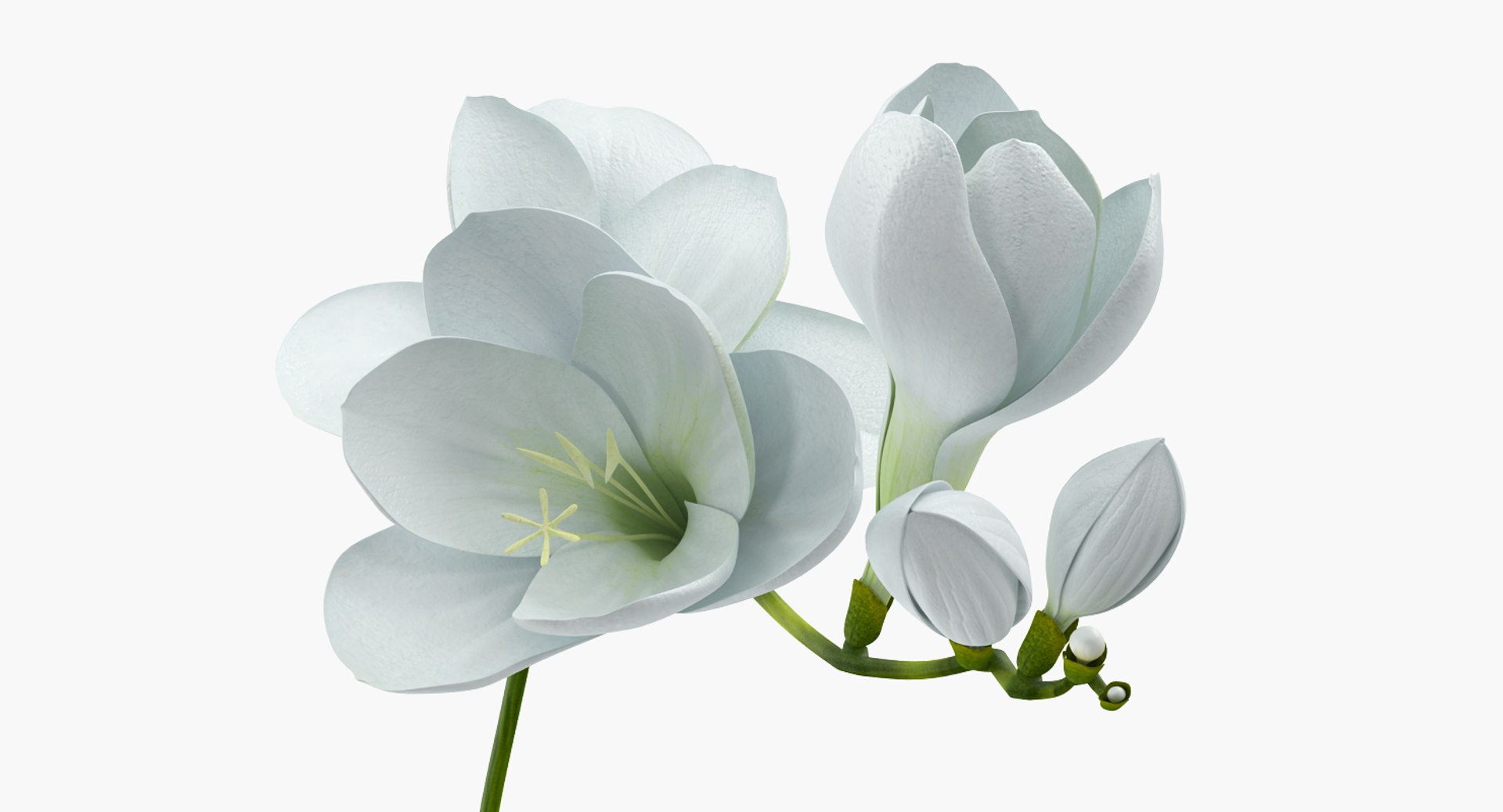 flowers vases 3 model https://p.turbosquid.com/ts-thumb/n2/beFfys/EtgxaE06/flowersinvasescollection33dmodel047/jpg/1600060843/1920x1080/fit_q87/1970ec94215e039e01cf5888471fe52b0d38473e/flowersinvasescollection33dmodel047.jpg