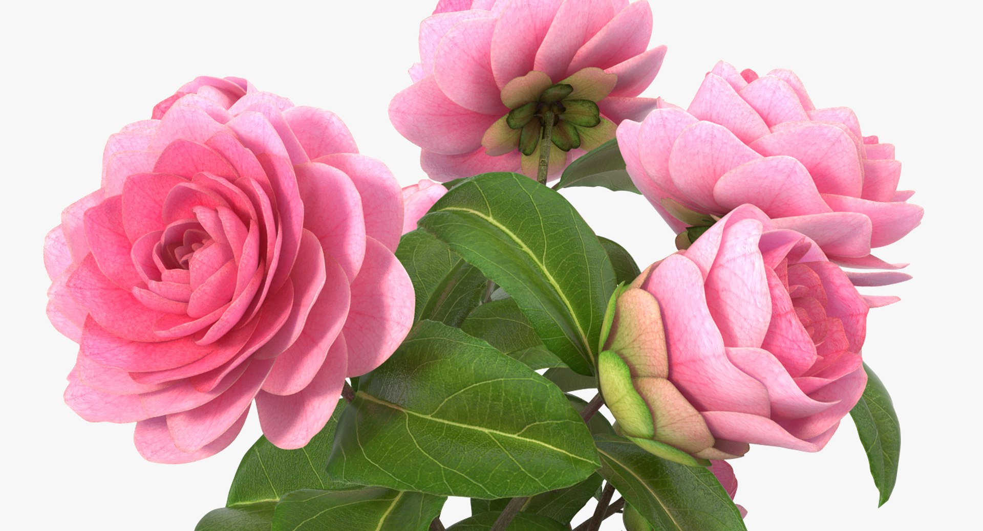 flowers vases 3 model https://p.turbosquid.com/ts-thumb/n2/beFfys/KNcSprwS/flowersinvasescollection33dmodel036/jpg/1600060815/1920x1080/fit_q87/0ed42540dd8b8e39cf271d20980ccb30f9358bc8/flowersinvasescollection33dmodel036.jpg