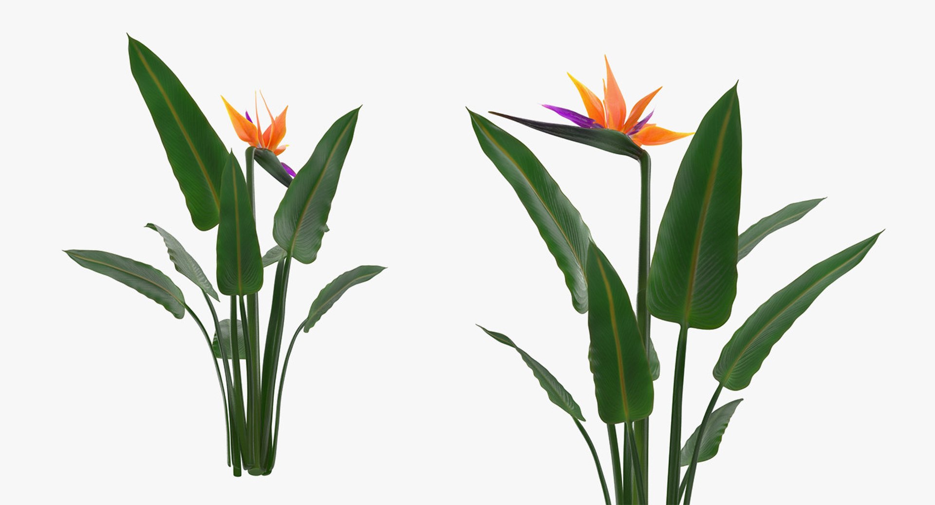 flowers vases 3 model https://p.turbosquid.com/ts-thumb/n2/beFfys/YvIsQ2mx/flowersinvasescollection33dmodel069/jpg/1600060899/1920x1080/fit_q87/4c419ce632afb7cac2392044d660d8fa683f0d3c/flowersinvasescollection33dmodel069.jpg