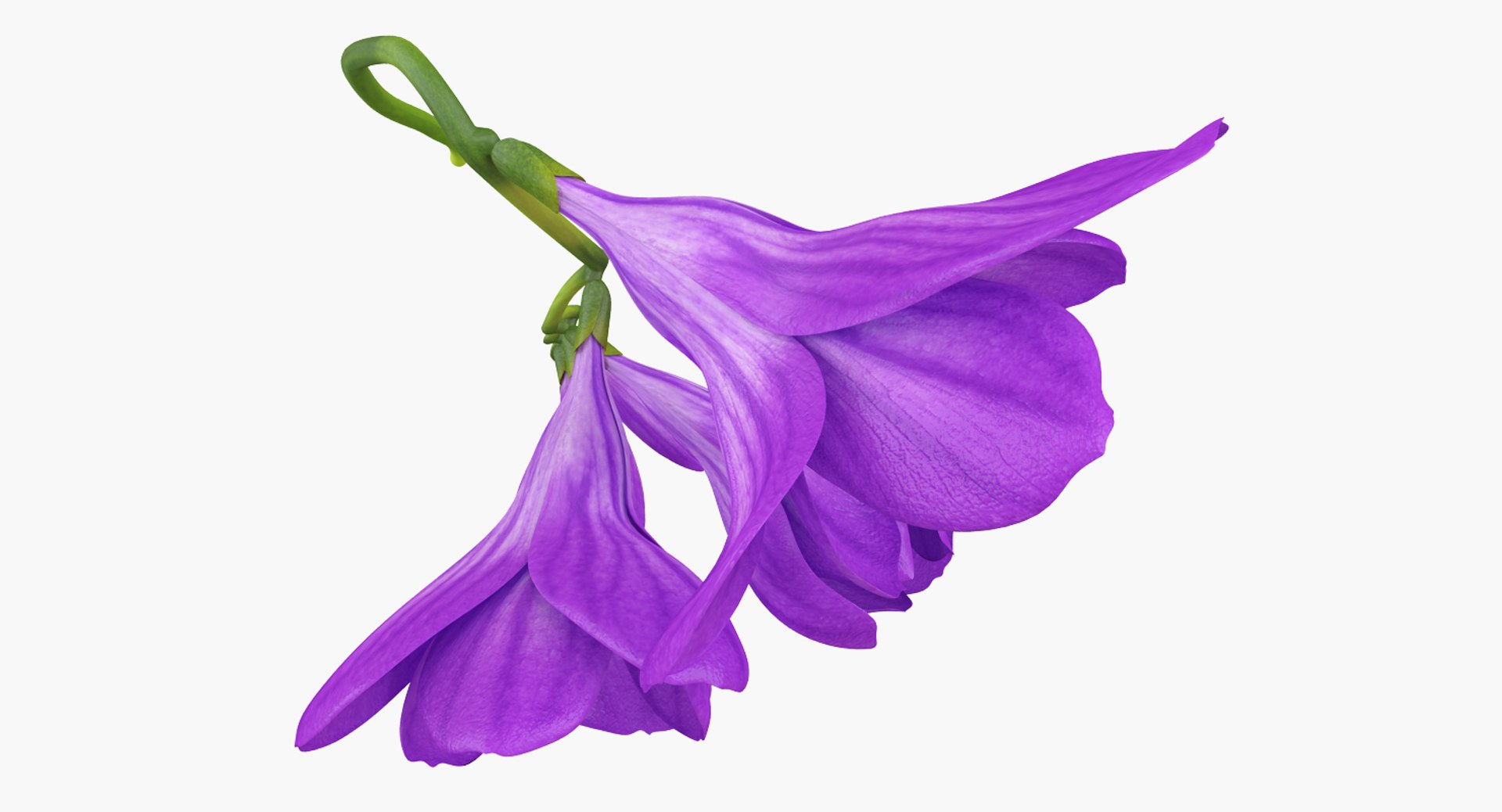 flowers vases 3 model https://p.turbosquid.com/ts-thumb/n2/beFfys/z74sWAi5/flowersinvasescollection33dmodel042/jpg/1600060830/1920x1080/fit_q87/0f15815b23b06d78a648f51bb874d51905ac8a19/flowersinvasescollection33dmodel042.jpg