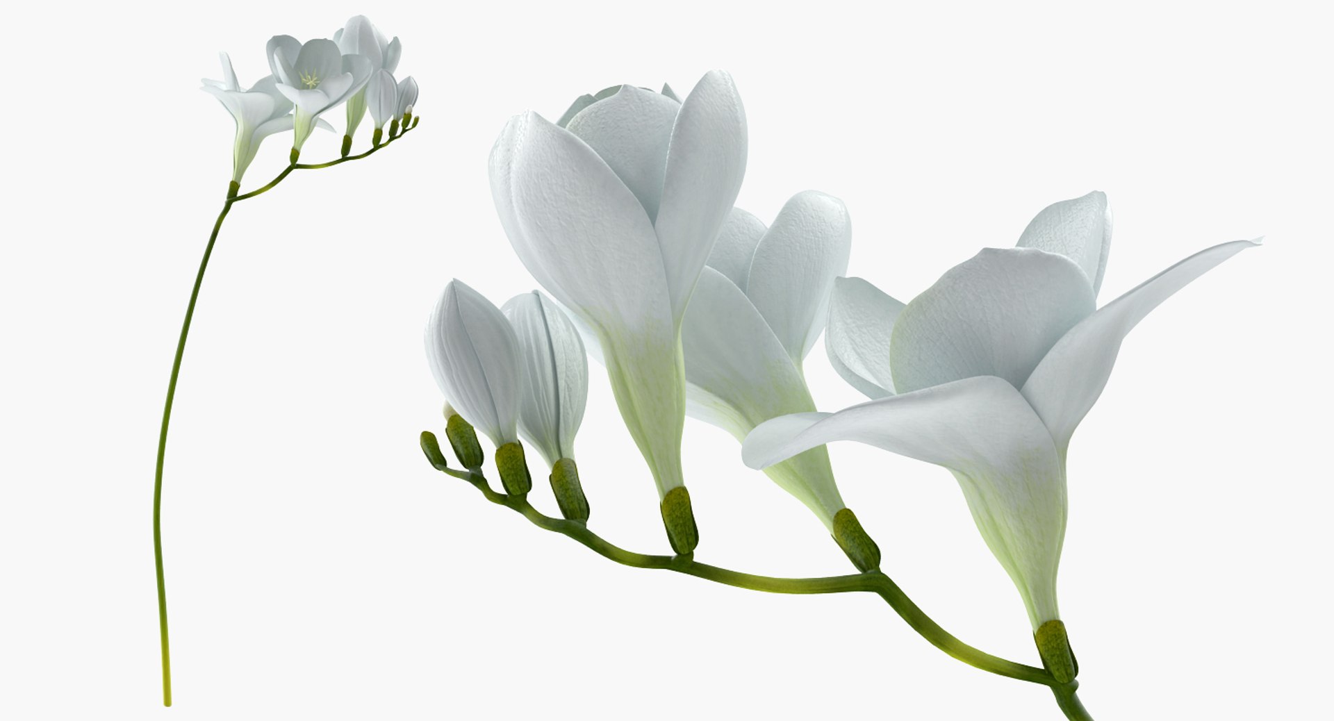 flowers vases 3 model https://p.turbosquid.com/ts-thumb/n2/beFfys/ziAU5dIw/flowersinvasescollection33dmodel046/jpg/1600060840/1920x1080/fit_q87/f9093d25118db85a73bfbde686d7a0945a693438/flowersinvasescollection33dmodel046.jpg