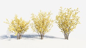 Chimonanthus praecox a 3D