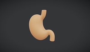 Human Stomach