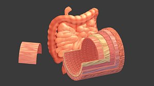 3D intestines human anatomy cross section model