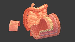 Intestines Human Anatomy Cross section Lowpoly AR VR mobile