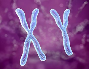 Chromosome x and y, DNA Strands molecule 3D model