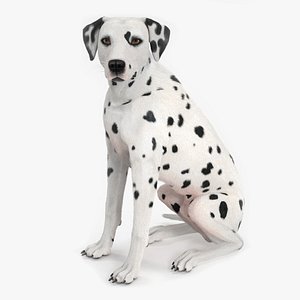 Dalmatian Dog Sitting Pose Fur