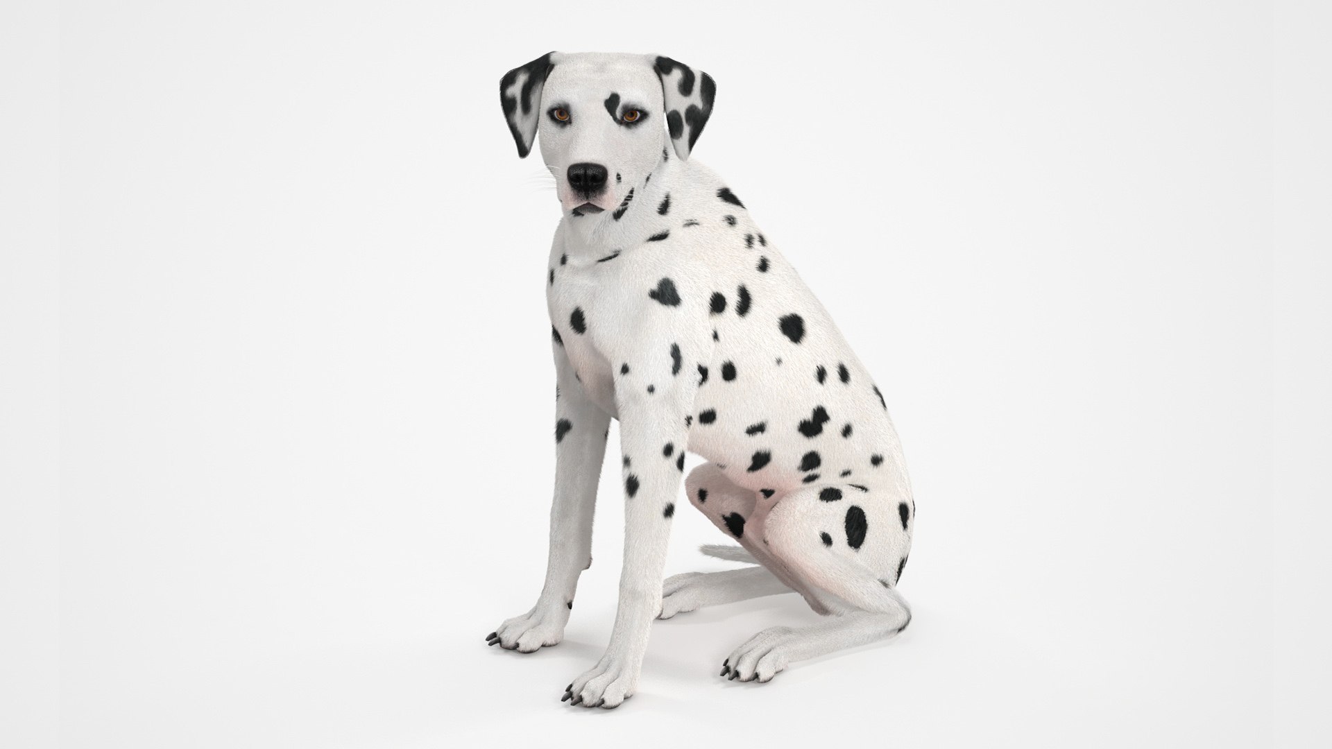 Dalmatian Dog Sitting Pose Fur 3D model preview