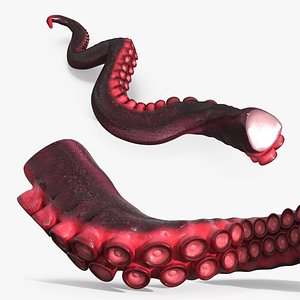 Octopus Tentacle Marine Anatomy Red
