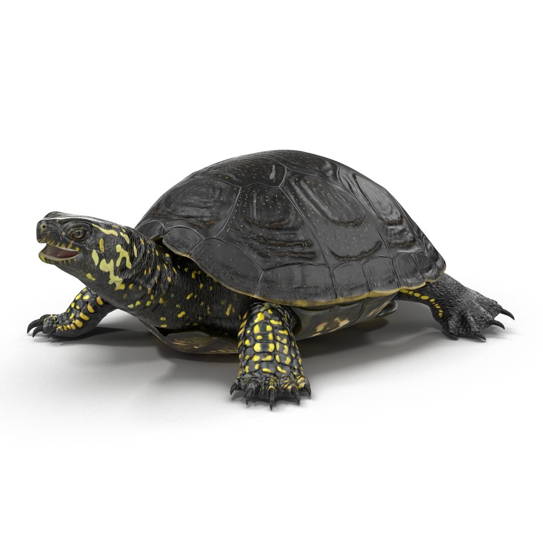 3D model Turtles Rigged Collection 2 https://p.turbosquid.com/ts-thumb/n3/Dqmtsu/CJ/rigged_turtles_collection_2_019/jpg/1773320795/1920x1080/fit_q87/41830c2fdea6be0f2af3bbf2607df4b49f4b2702/rigged_turtles_collection_2_019.jpg
