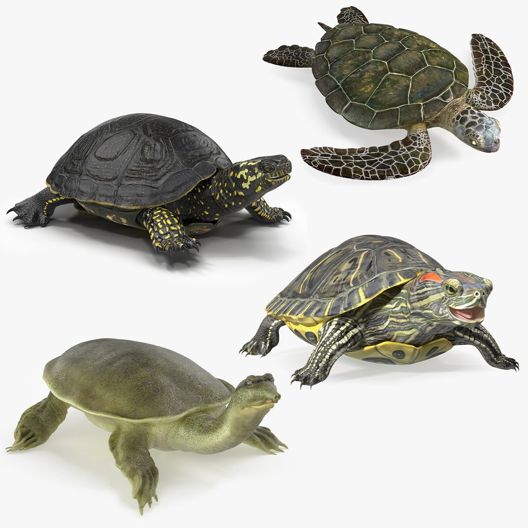 3D model Turtles Rigged Collection 2 https://p.turbosquid.com/ts-thumb/n3/Dqmtsu/K4/rigged_turtles_collection_2_000/jpg/1773320785/1920x1080/fit_q87/5f17e80b52fd73958604d2cc019b140a912640ce/rigged_turtles_collection_2_000.jpg